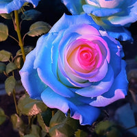 Blau rosa remorse rose samen for anpflanzung