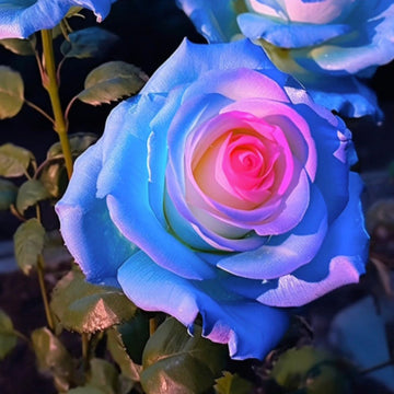 Blau rosa remorse rose samen for anpflanzung