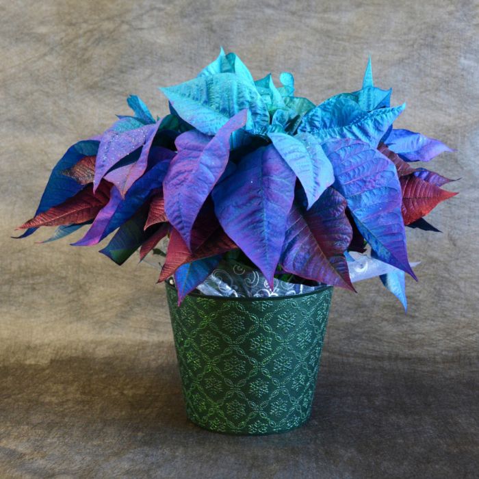 Blau poinsettia for festive décor