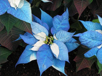 Non gmo blau poinsettia pflanze samen