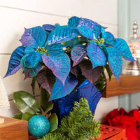Ornamental blau poinsettia for decoration