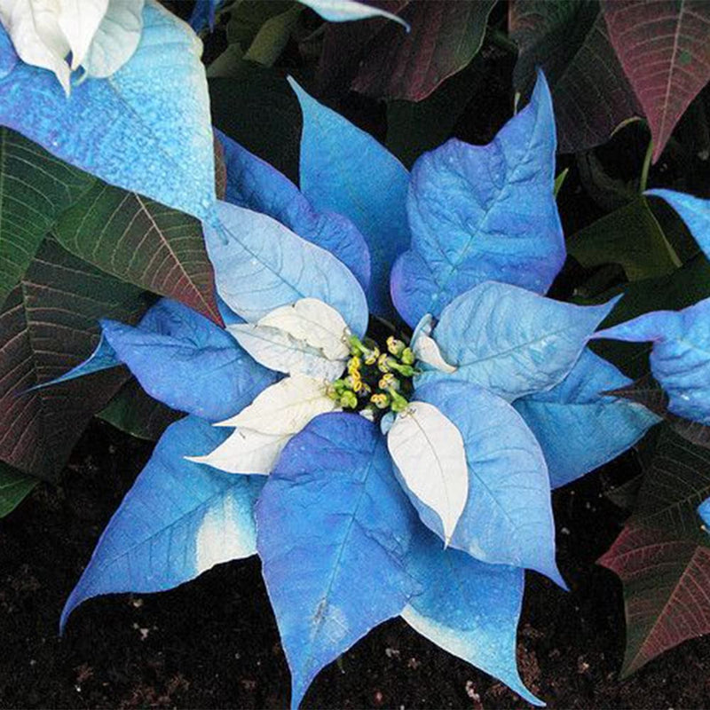 Blau poinsettia anpflanzung samen