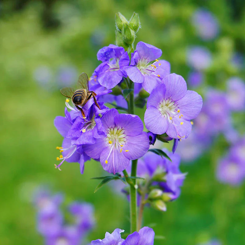Non gmo blau polemonium samen