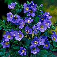 Ornamental blau polemonium perennial pflanze