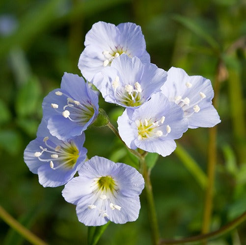 Blau polemonium blume samen for anpflanzung