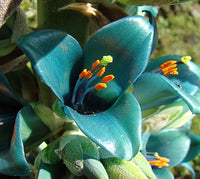 Non gmo blau puya alpestris samen