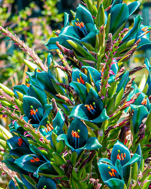 Ornamental blau puya alpestris exotic pflanze