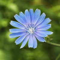 Blau puya alpestris blume samen for anpflanzung