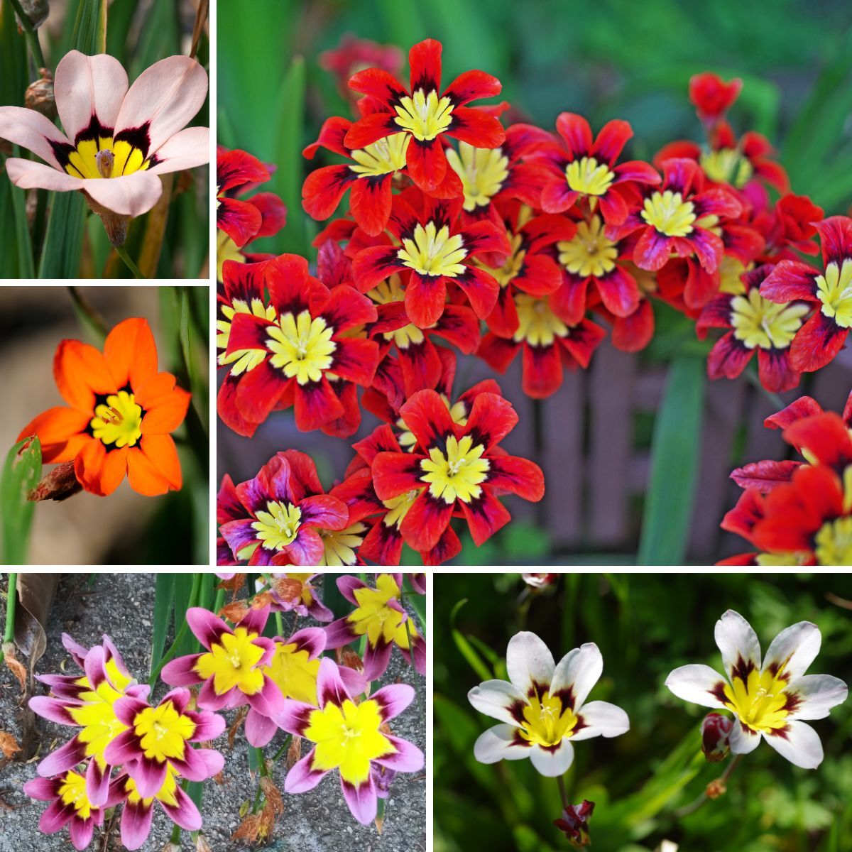 Non gmo blau rot sparaxis tricolor blume samen