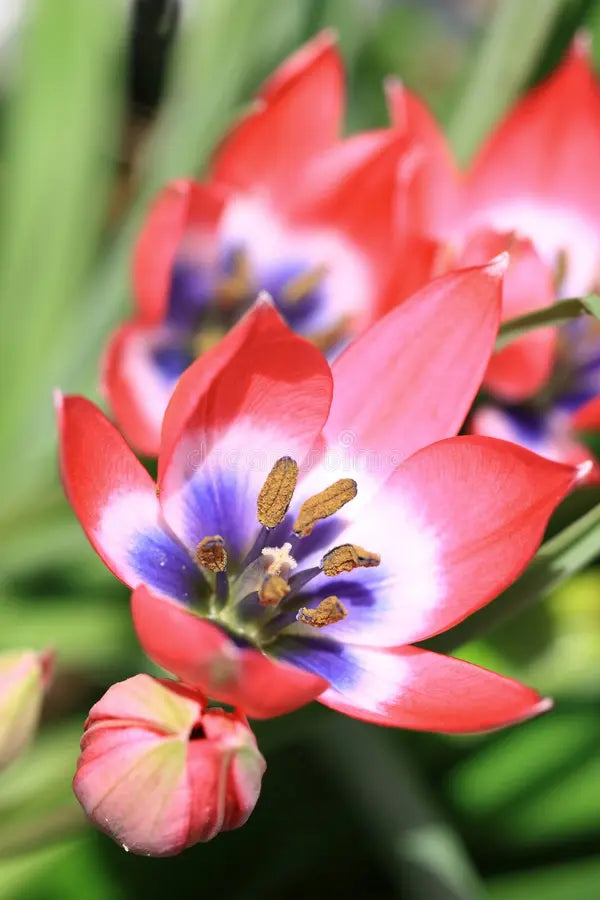 Blau rot sparaxis in rock garten anpflanzung