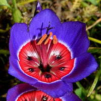 Blau rot sparaxis tricolor blume samen for anpflanzung