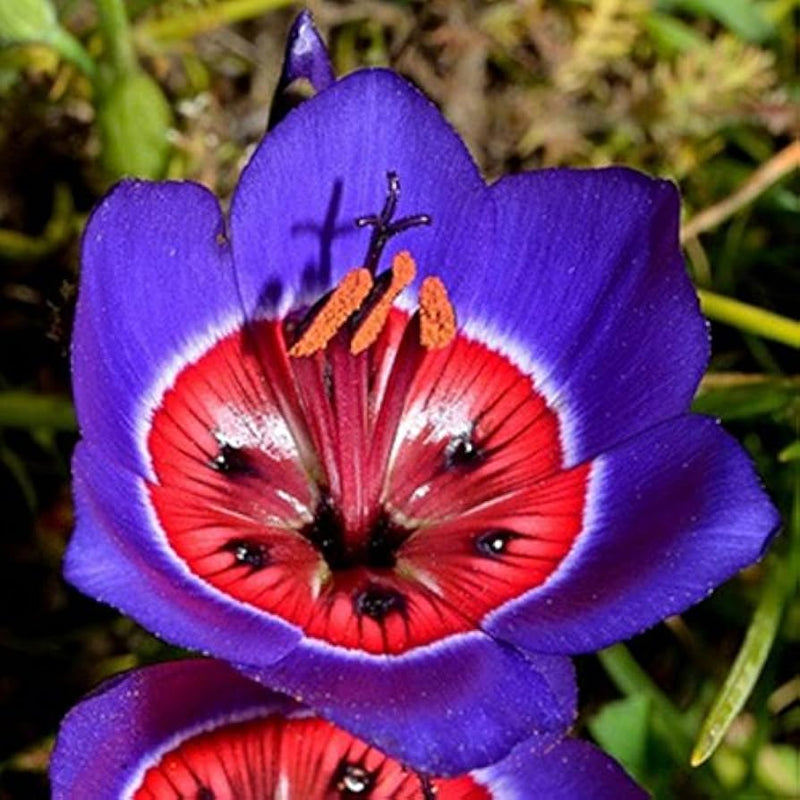 Blau rot sparaxis tricolor blume samen for anpflanzung