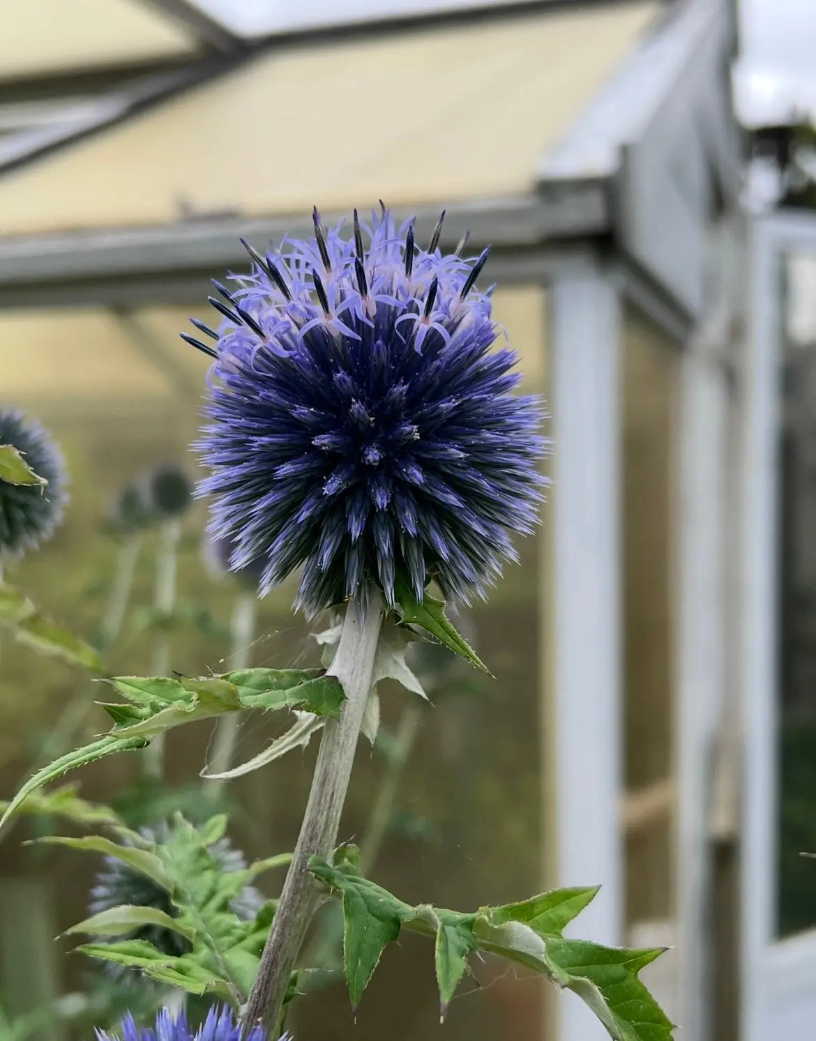 Non gmo blau ritro blume samen