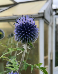 Non gmo blau ritro blume samen