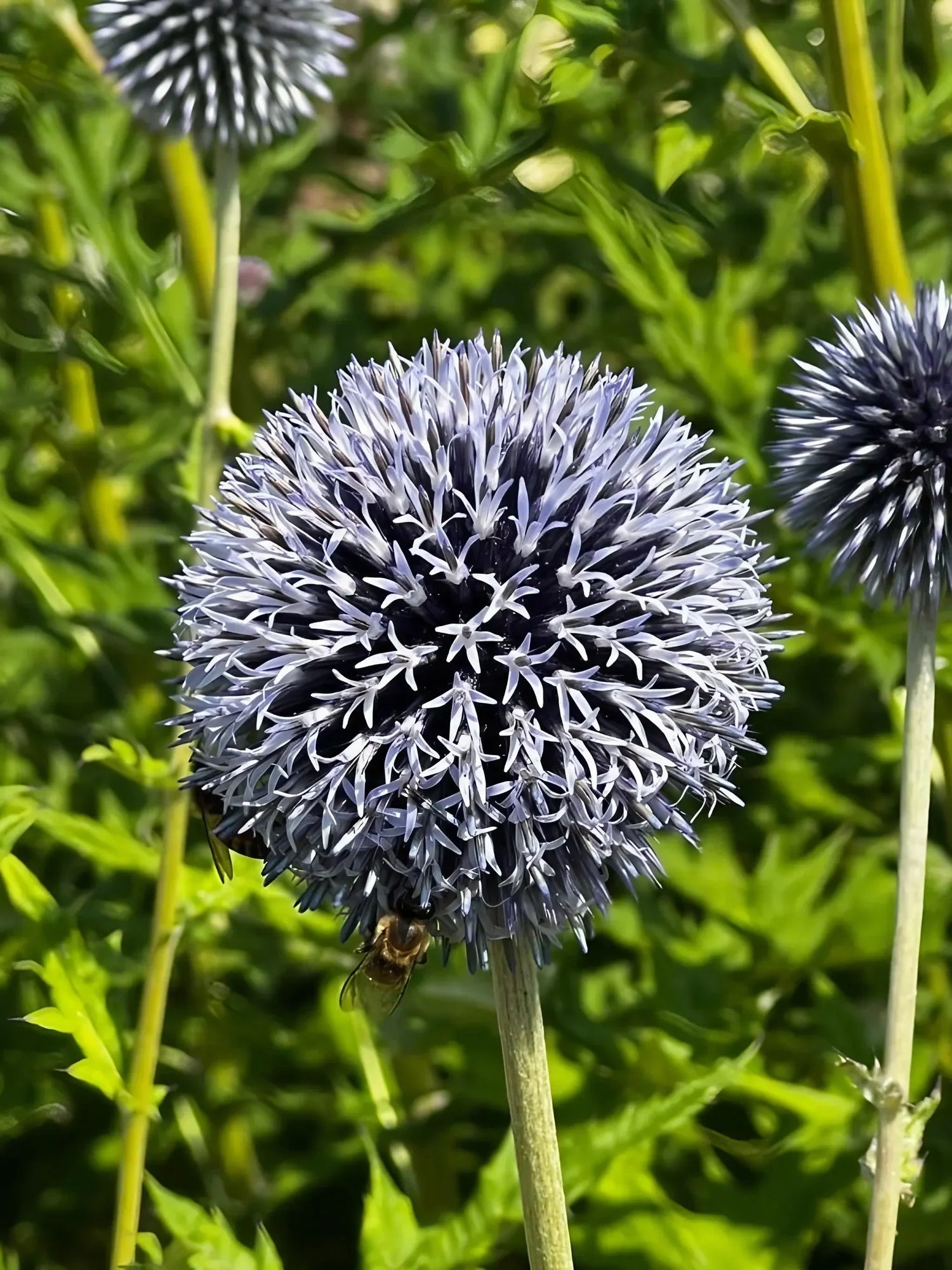Ornamental blau ritro samen for gardens
