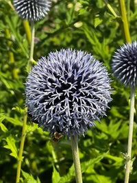 Ornamental blau ritro samen for gardens
