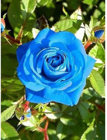 Blau rose blume samen for anpflanzung