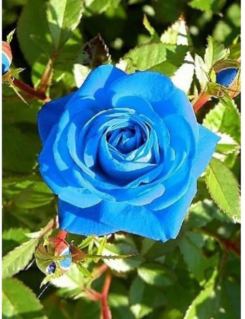 Blau rose blume samen for anpflanzung
