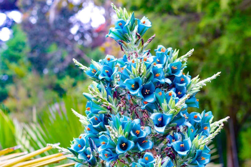 Non gmo blau sapphire blume samen
