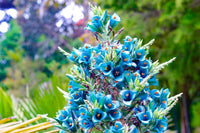Non gmo blau sapphire blume samen