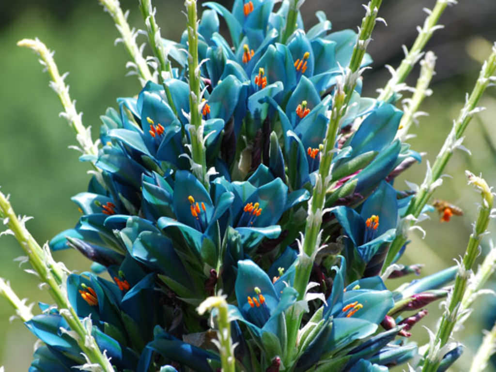 Vibrant blau sapphire blume blooms