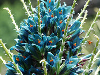 Vibrant blau sapphire blume blooms