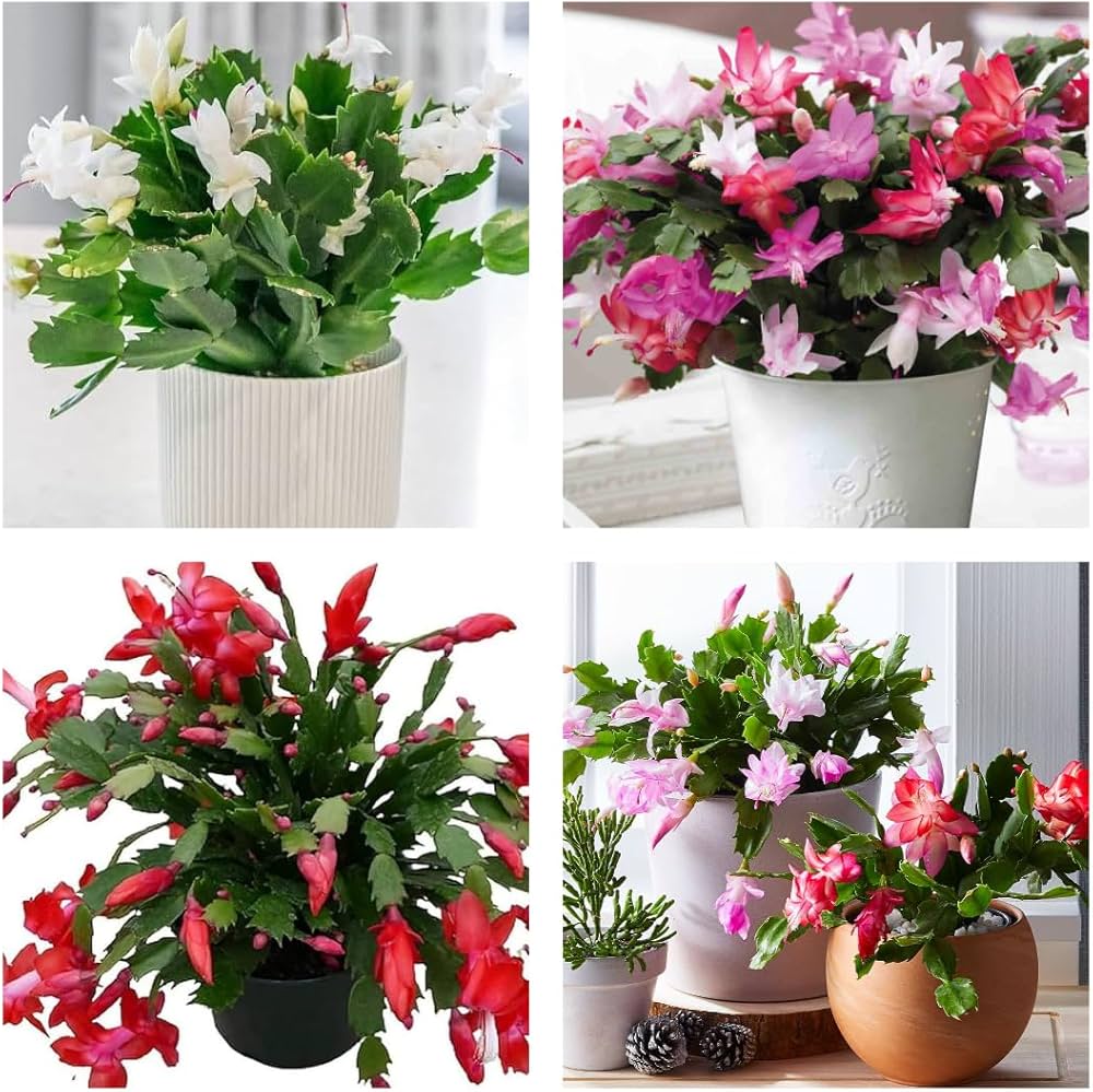 Non gmo blau schlumbergera samen