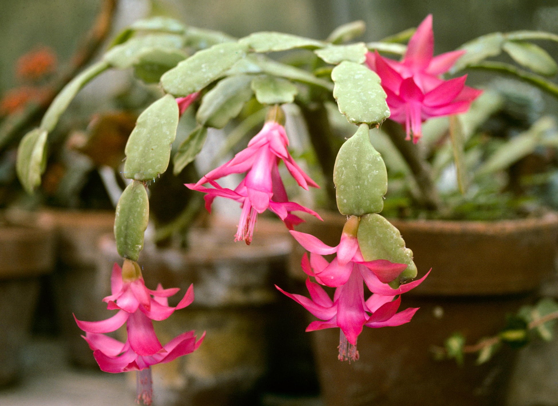 Ornamental blau schlumbergera flowering cactus
