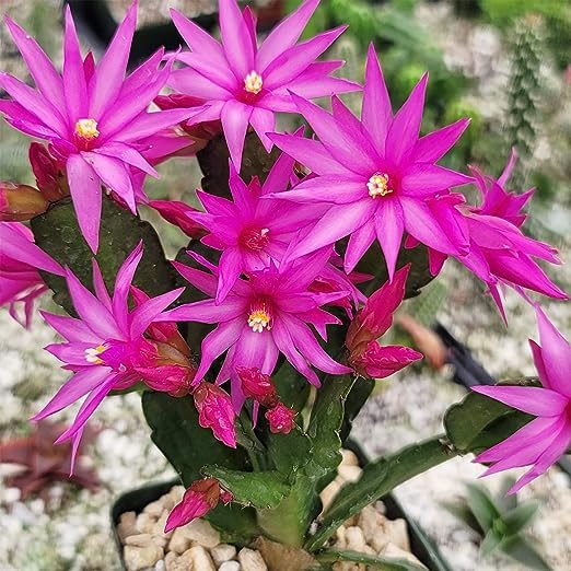 Blau schlumbergera samen for anpflanzung