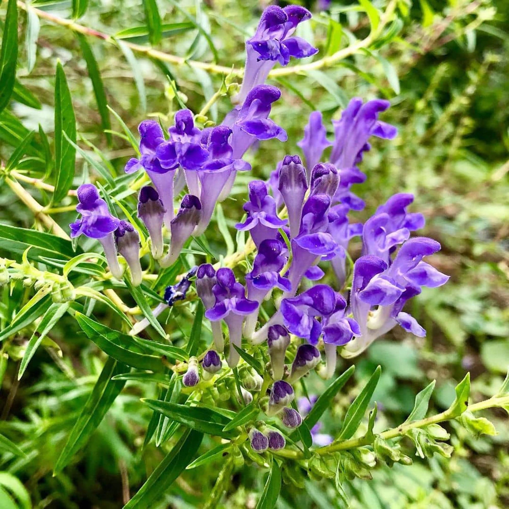 Non GMO Blue Scutellaria Baicalensis Samen