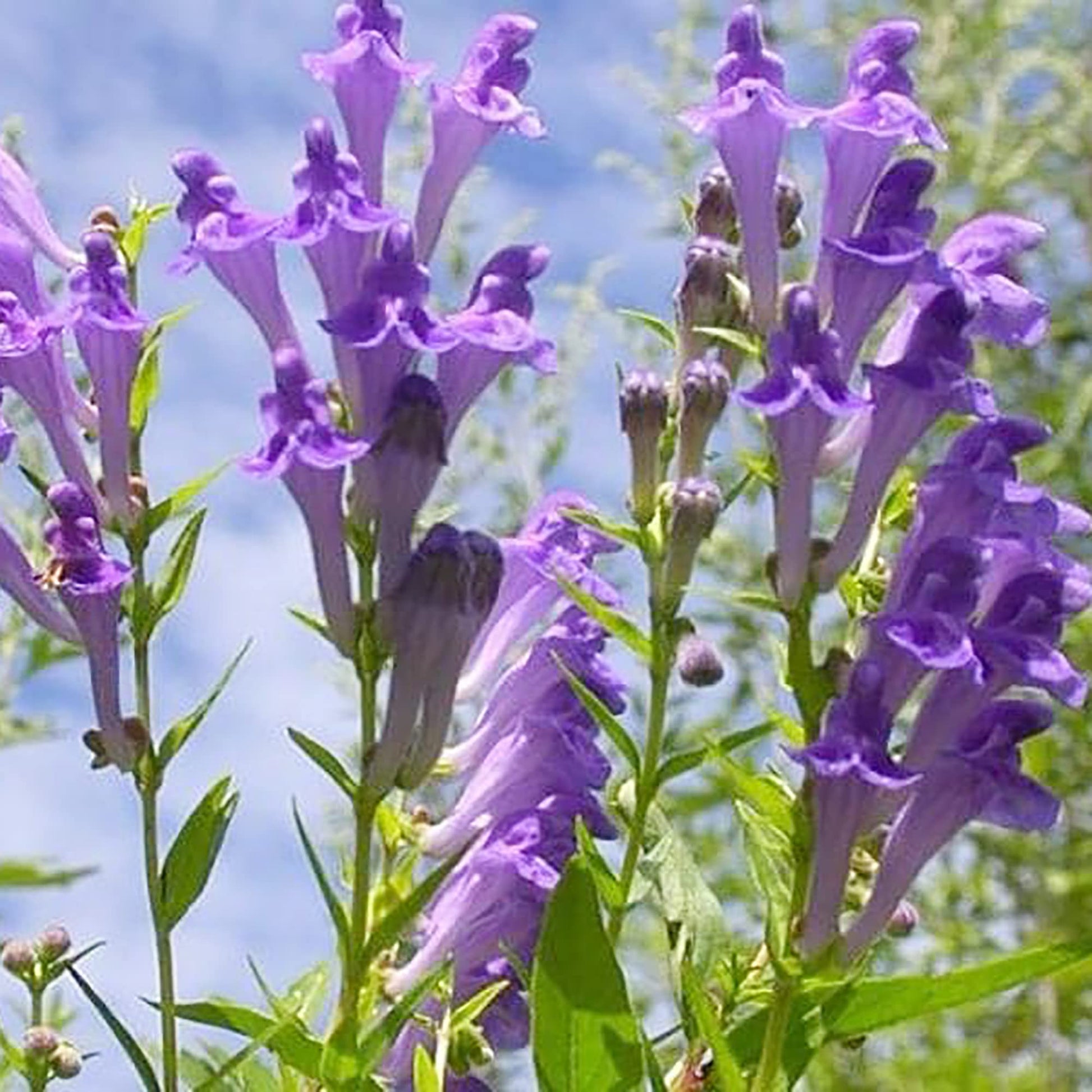 Ornamental Blue Scutellaria Kraut Pflanze