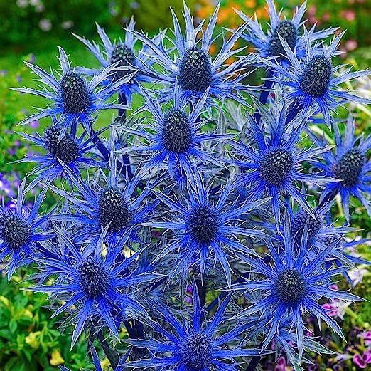 Non gmo blau sea holly samen