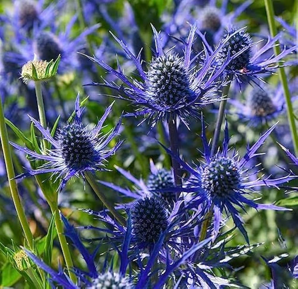 Ornamental blau sea holly flowering pflanze