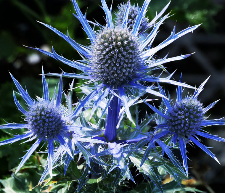 Blau sea holly in rock garten