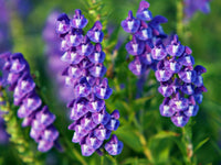 Blue Skullcap herbal Garten Pflanze
