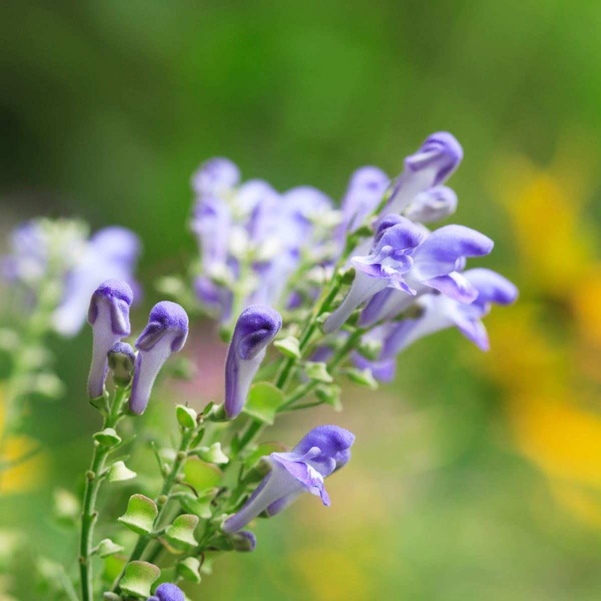 Non gmo blau skullcap samen