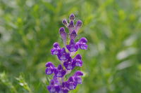 Ornamental Blue Skullcap flowering Pflanze