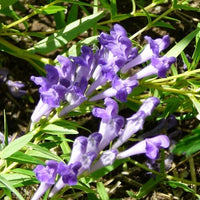 Blue Skullcap Blume Samen for Aussaat