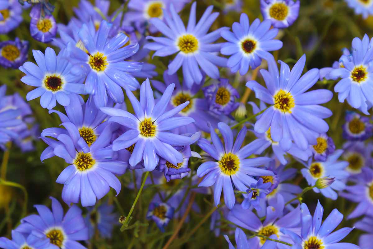 Fothergills Blumensamen zur Aussaat Wildblume Mischung Traditionssorte & ohne Gentechnik Samen Hausgarten