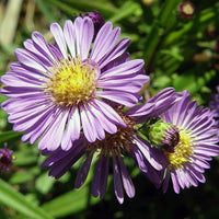 Non gmo blau tataricus blume samen