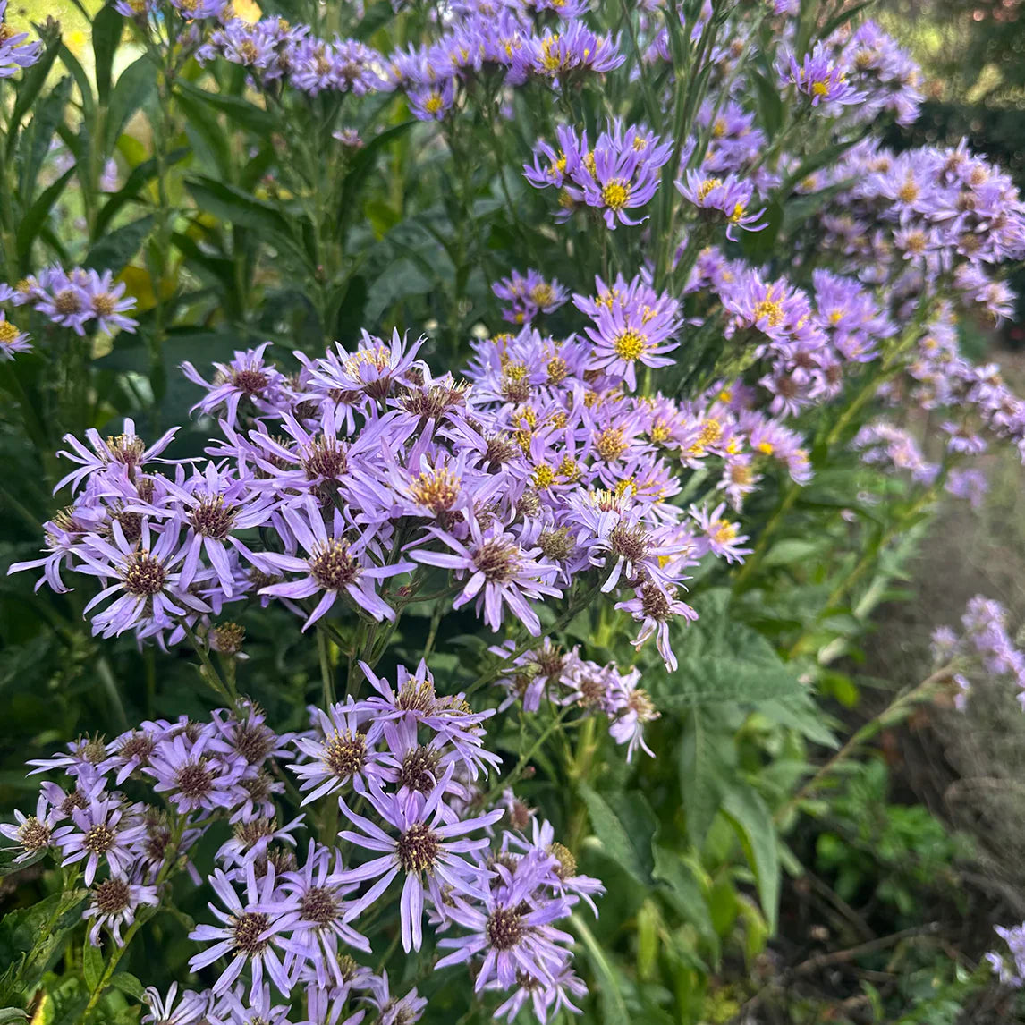 Ornamental blau tataricus samen for gardens
