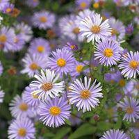 Blau tataricus blumen in pollinator garten