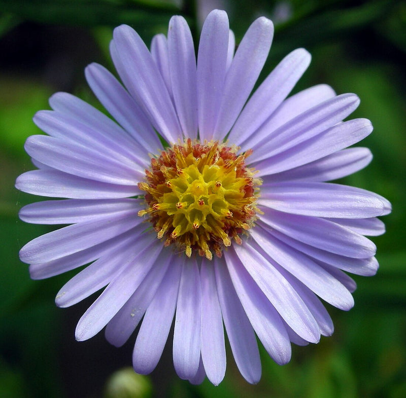 Blau tataricus blume samen for anpflanzung