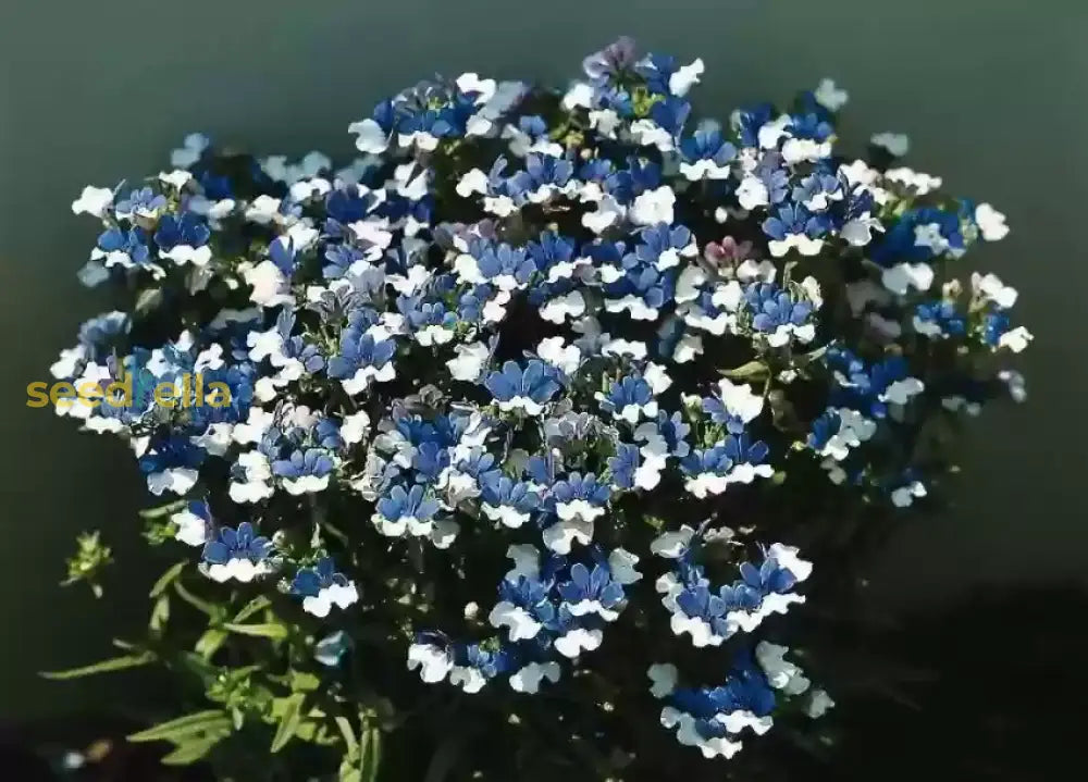 Non gmo blau univalve geranium blume samen