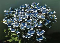 Non gmo blau univalve geranium blume samen
