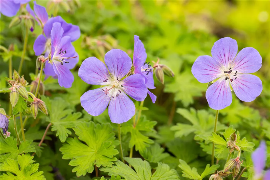 Ornamental blau univalve geranium for gardens