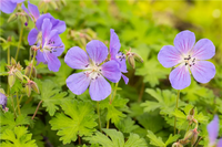 Ornamental blau univalve geranium for gardens