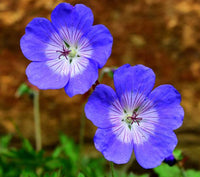 Blau univalve geranium samen for töpfen