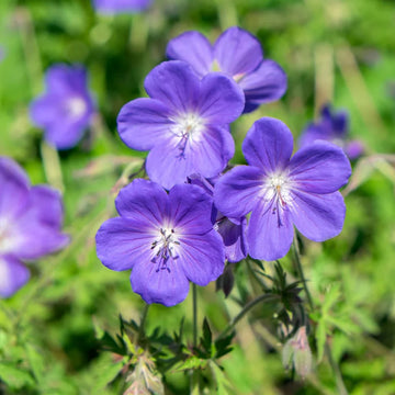 Blau univalve geranium blume samen for anpflanzung