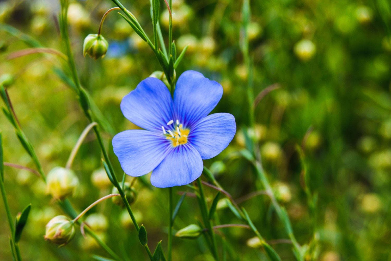 High germination blau usitatissimum samen